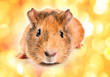 guinea pig