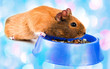 guinea pig eating