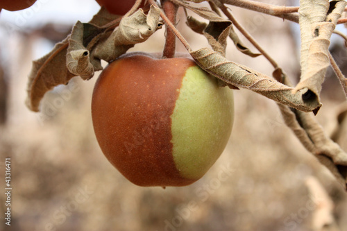 Photo: apples damaged by fire apples damaged by fire