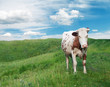 Photo: cow cow