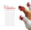 Hen