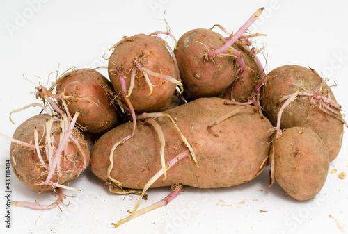 Photo: germinating potatoes germinating potatoes