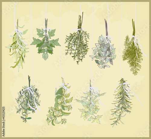 Vector: Spicy herbs. Collection of fresh herbs. Spicy herbs. Collection of fresh herbs.