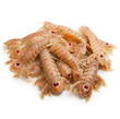 Foto: canocchie fresche canocchie fresche