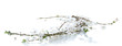 beautiful cherry blossom isolated on white