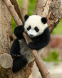 Giant panda baby over the tree