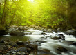 Mountain River in the wood
