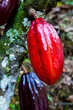 hot cocoa pod