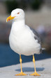 Seagull with beak closed