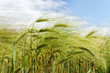 Barley field.