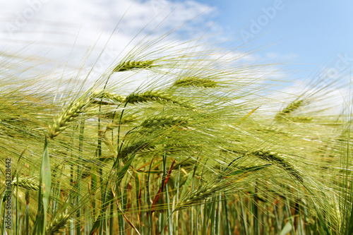 Photo: Barley field. Barley field.