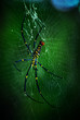araignée géante