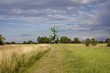 Foto: Eisenbaum in Flörsheim am Main Eisenbaum in Flörsheim am Main