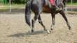 Video: Galopp Galopp