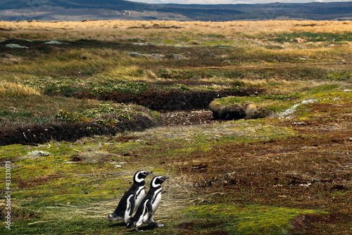 Photo: Patagonian Penguin Pair Walking to the ocean Patagonian Penguin Pair Walking to the ocean