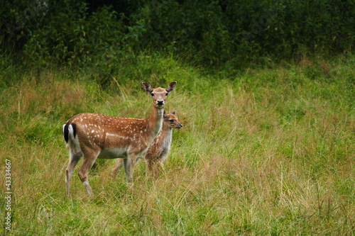 Photo: Doe with a fawn Doe with a fawn
