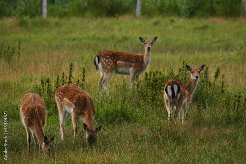 Photo: Does are watching you Does are watching you