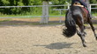 Video: Galopp Galopp