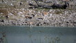 Impalas am Wasserloch