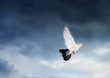 Dove in sky