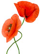 red poppy isolated on white background
