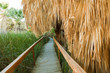 Wooden walkway through tropical area