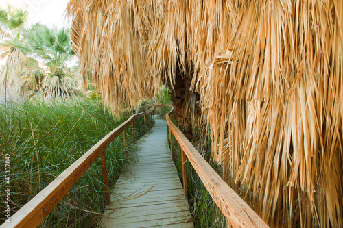 Photo: Wooden walkway through tropical area Wooden walkway through tropical area