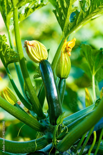 Photo: Organic Zucchini Organic Zucchini