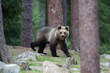 Brown bear in Tiago forest