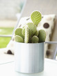 Close up of cacti in pot