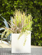 Plants growing in pot