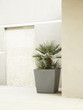 Wall and large potted plant