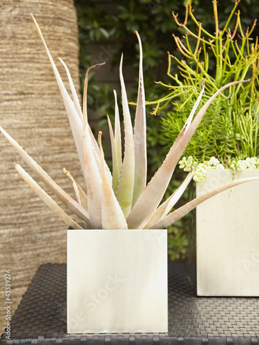 Photo: Plants growing in pot Plants growing in pot