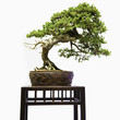 Bonsai tree on table
