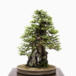 Bonsai tree on table
