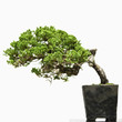 Bent bonsai tree