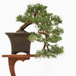 Bonsai tree on table