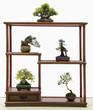 Bonsai trees on table