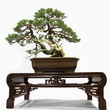 Bonsai tree on table