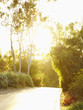Road and lush foliage