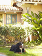 Dog relaxing in yard