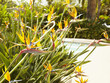 Exotic blooming flowers