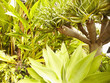 Unusual tropical tree
