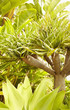 Unusual tropical tree