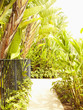 Path through tropical garden