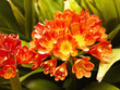 Close up of exotic flower