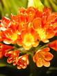 Close up of exotic flower