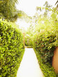 Path through garden