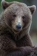 Brown bear portrait