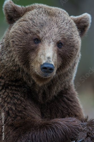 Photo: Brown bear portrait Brown bear portrait